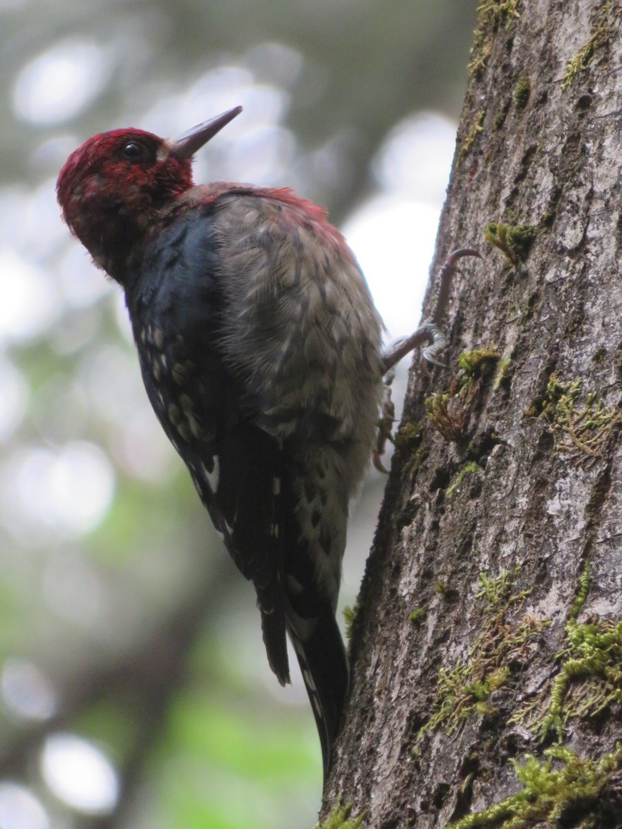 Red-breasted Sapsucker - Heidi Greene