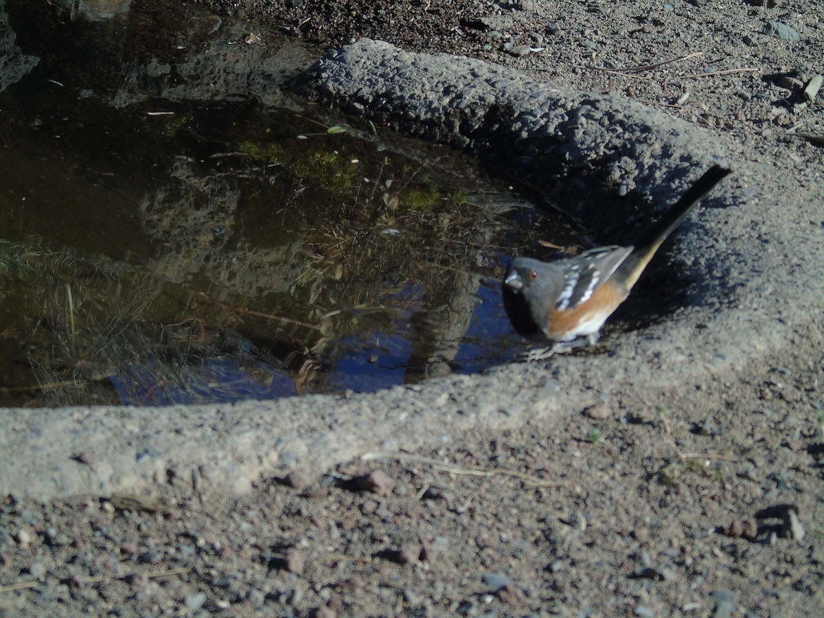 Spotted Towhee - ML262600051