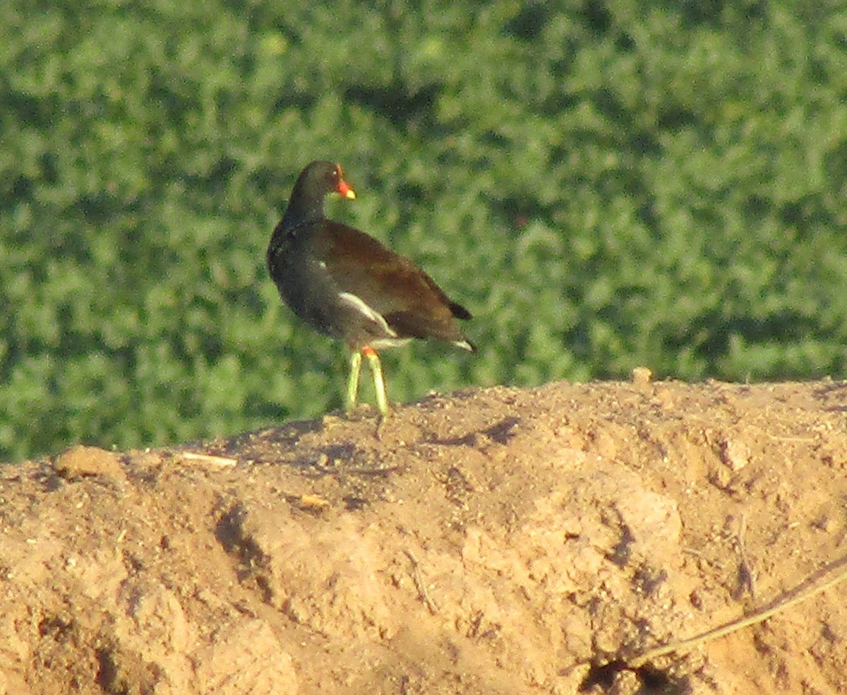 Common Gallinule (American) - ML262600081