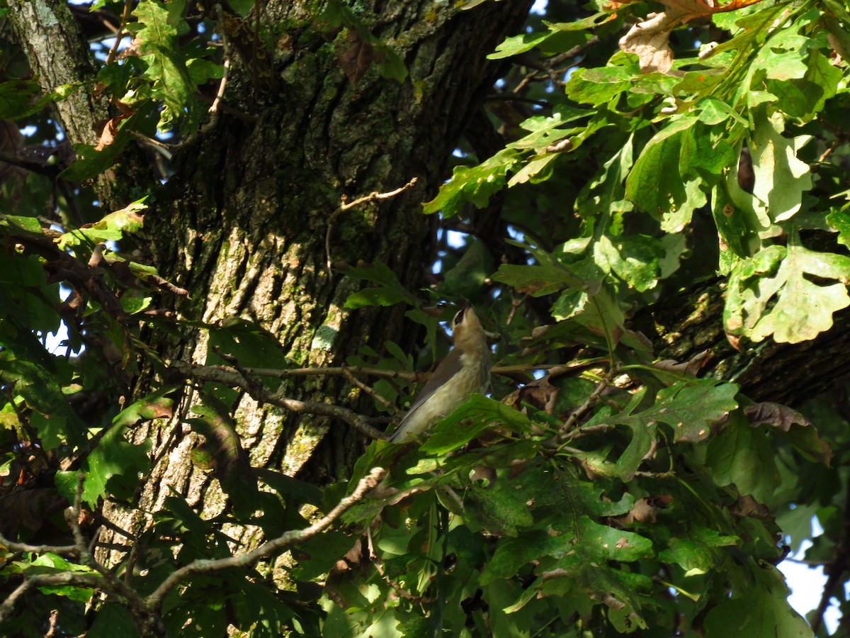 Cedar Waxwing - Chris Barrigar