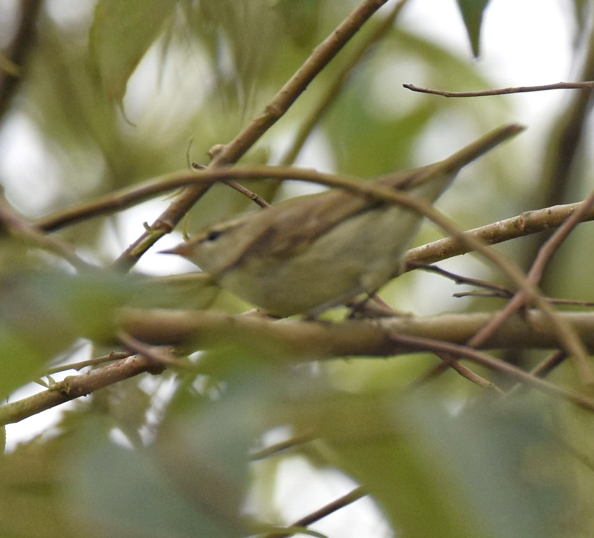 Greenish Warbler - ML262600171