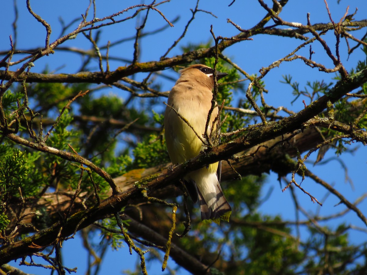 Cedar Waxwing - ML262600211