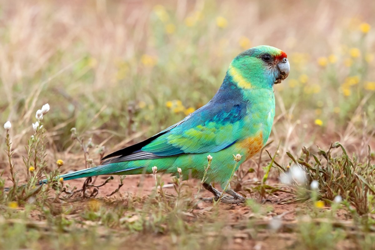 Australian Ringneck (Mallee) - David Irving