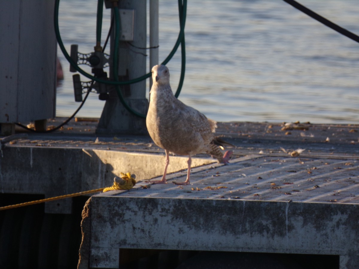 Gaviota Argéntea - ML26260081