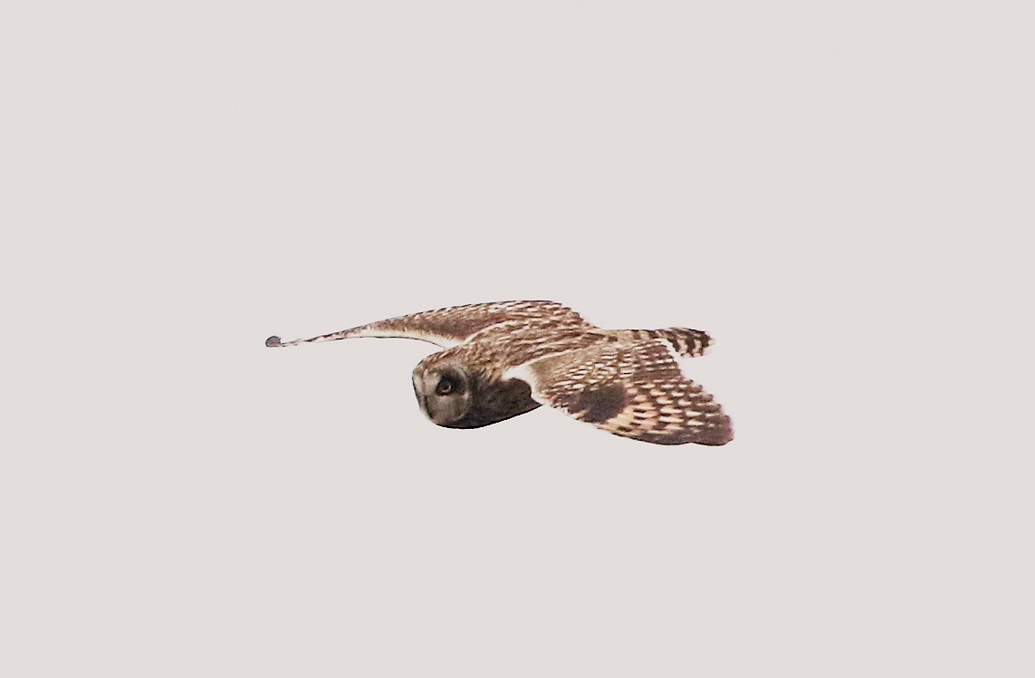Short-eared Owl - ML262601421
