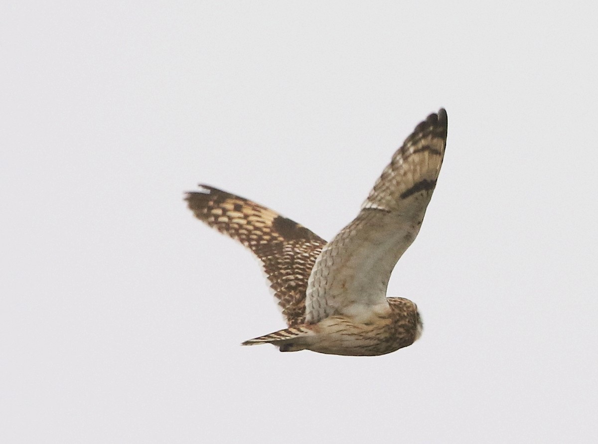 Short-eared Owl - ML262601441