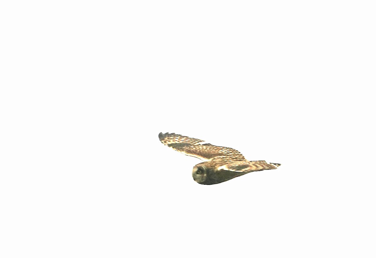 Short-eared Owl - ML262601741