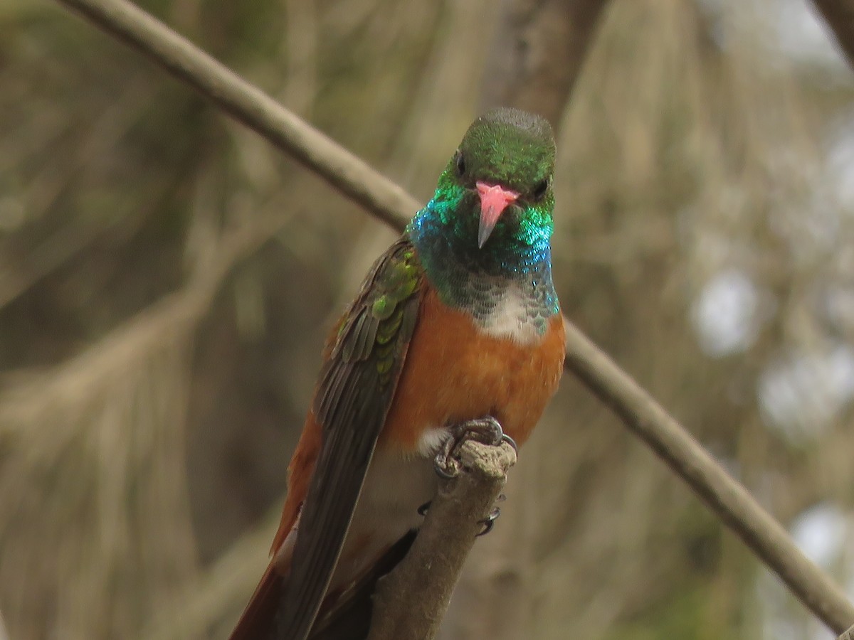 Amazilia Hummingbird - ML262601891