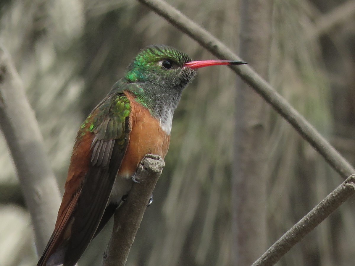 Amazilia Hummingbird - ML262601901