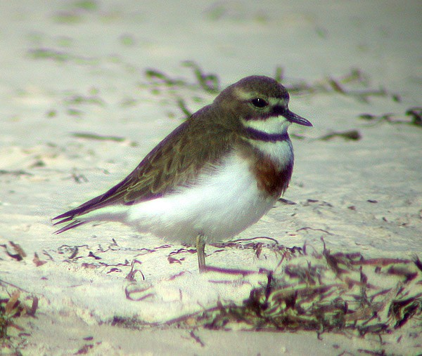 Double-banded Plover - ML262602261