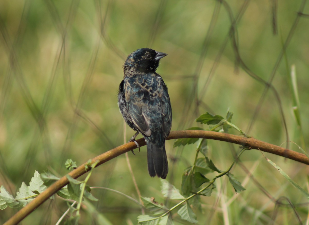 Blue-black Grassquit - ML262603061