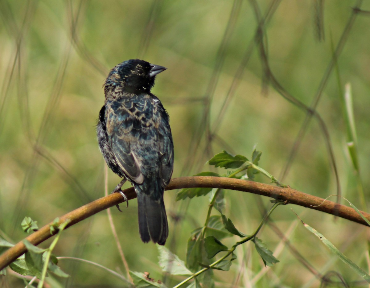 Blue-black Grassquit - ML262603071