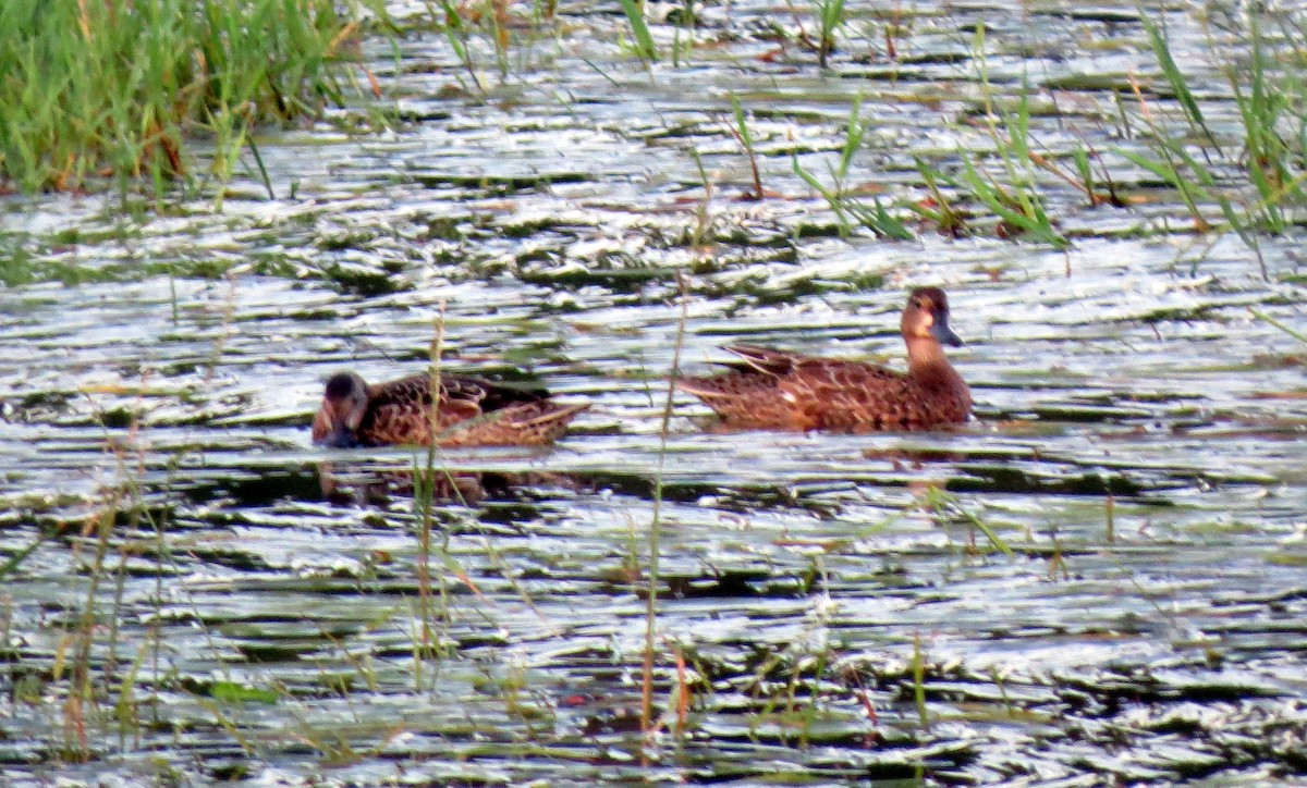 Blue-winged Teal - ML262604191