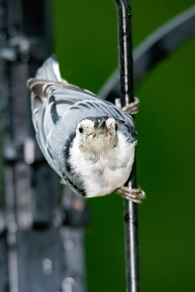 White-breasted Nuthatch - ML262604621