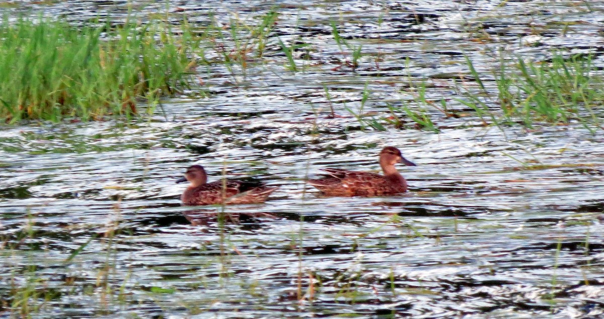 Blue-winged Teal - ML262604731