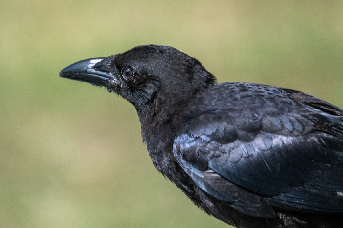 American Crow - ML262604871