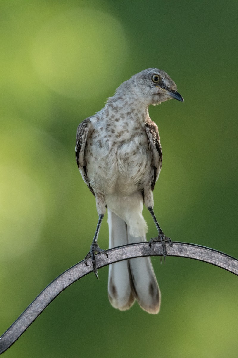 Northern Mockingbird - ML262604881