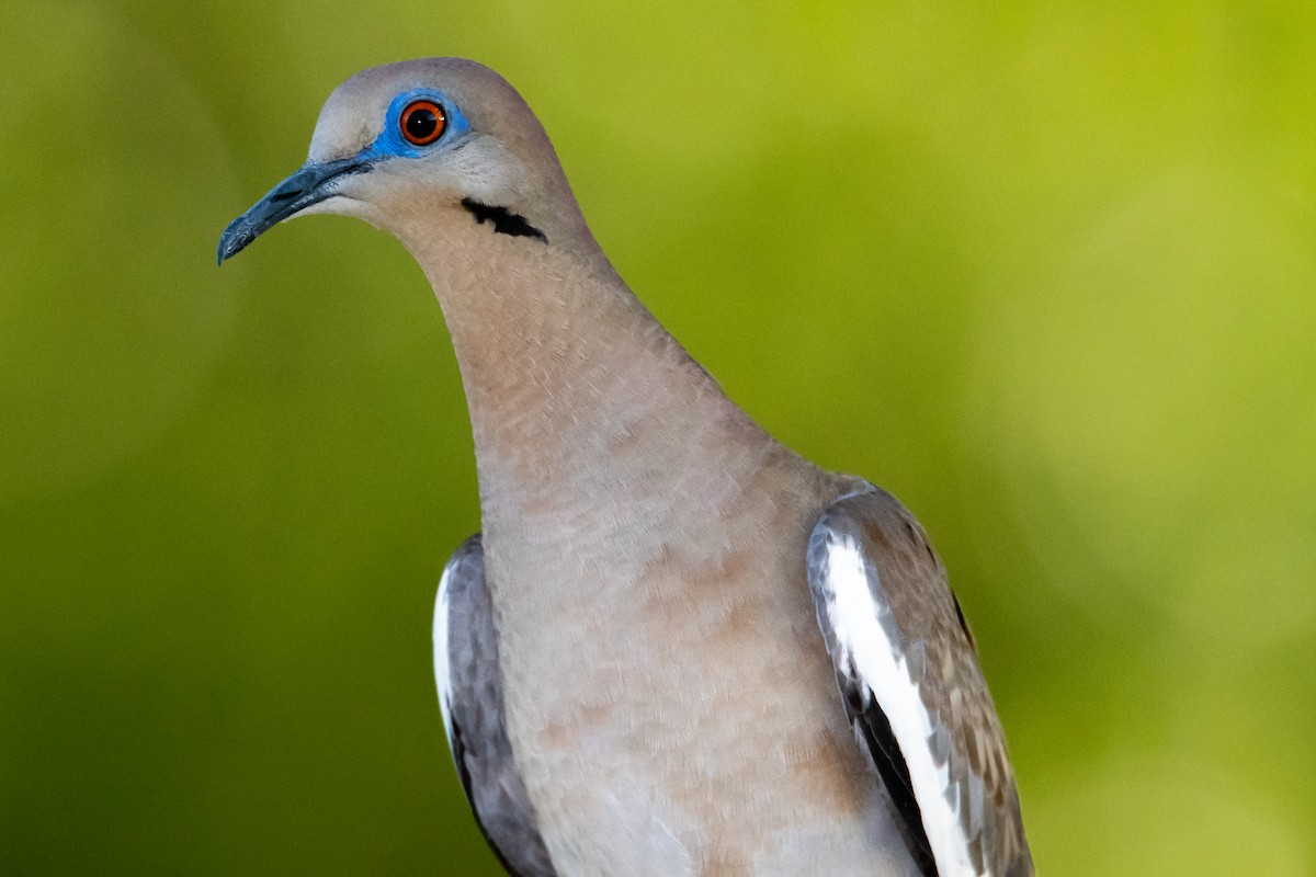 White-winged Dove - ML262605061