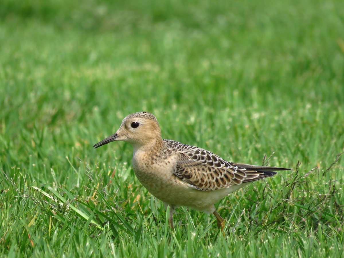 Buff-breasted Sandpiper - Chris Barrigar