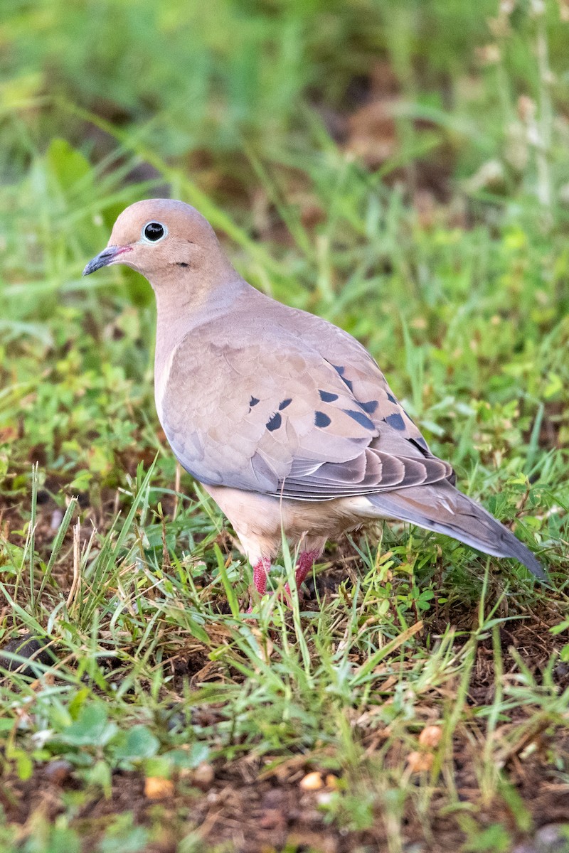 Mourning Dove - ML262605121