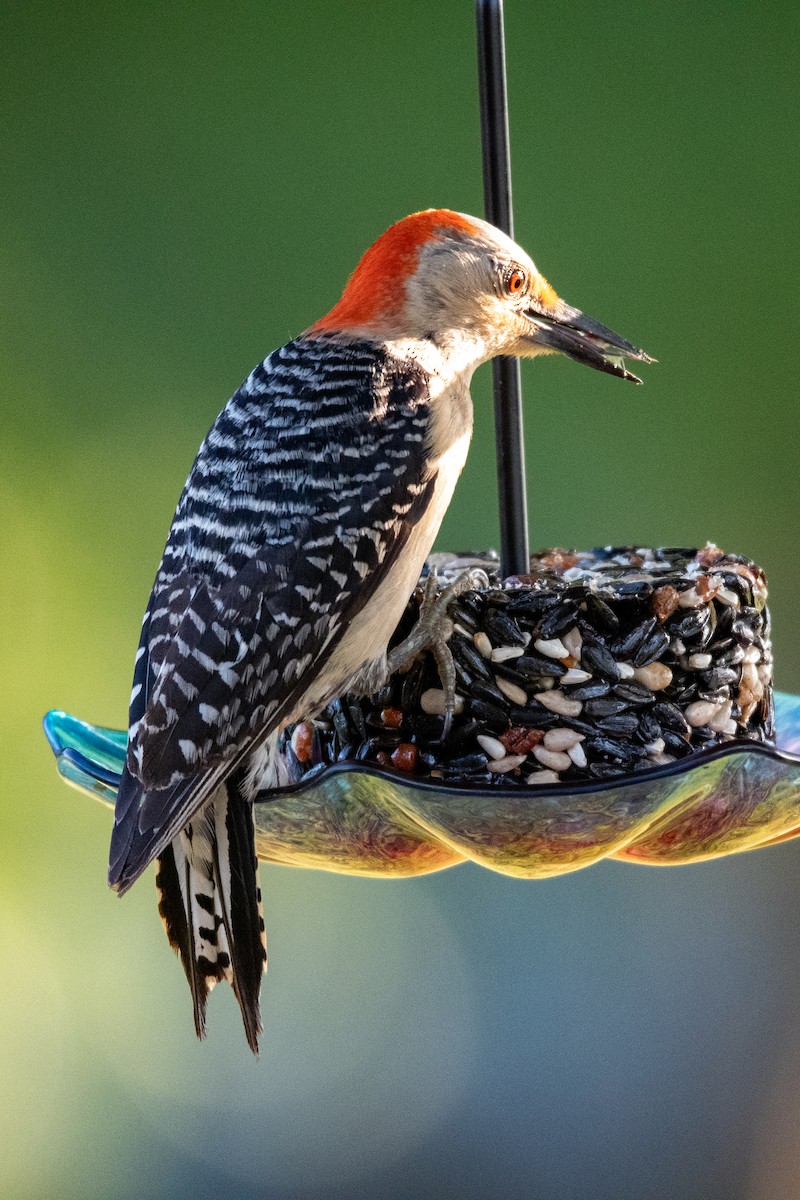 Red-bellied Woodpecker - ML262605291