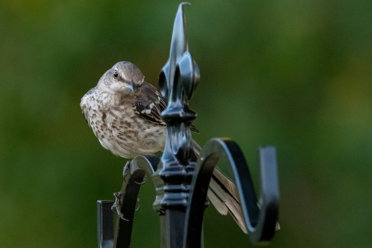 Northern Mockingbird - ML262605341