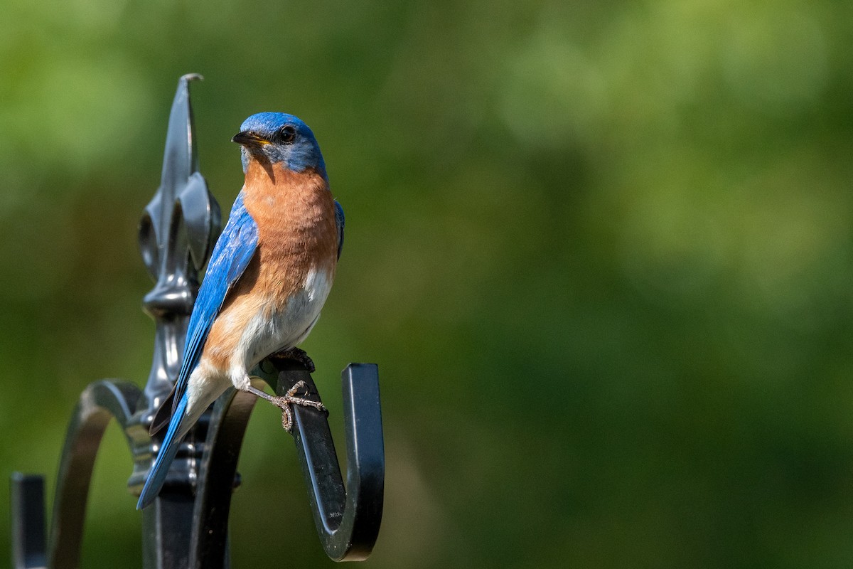 Eastern Bluebird - ML262605351