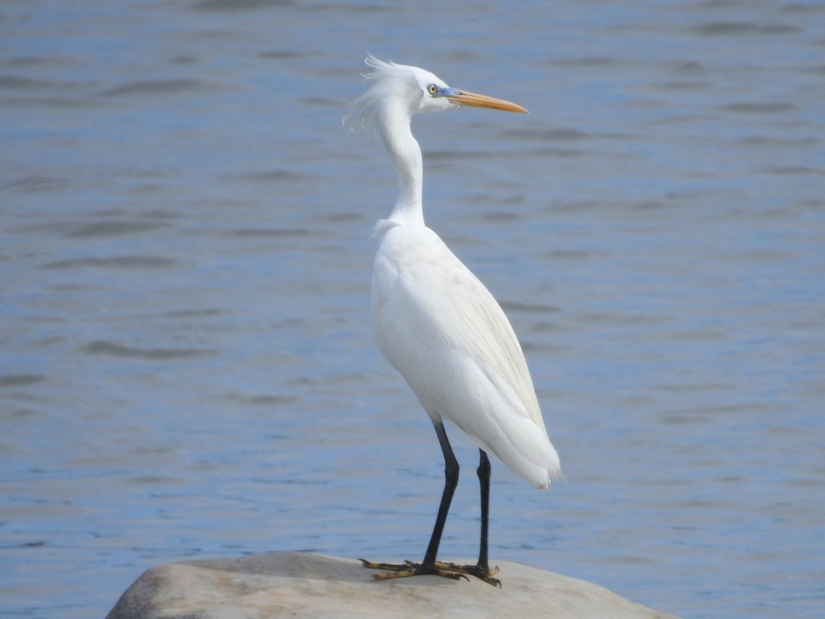 Chinese Egret - ML262605431