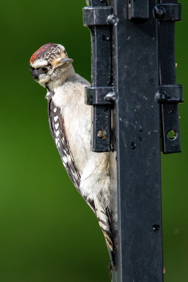 Downy Woodpecker - ML262605481