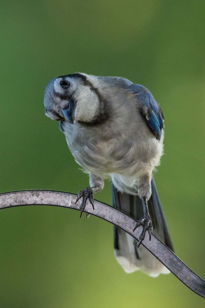 Blue Jay - ML262605551