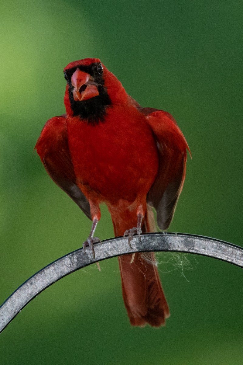 Northern Cardinal - ML262605581