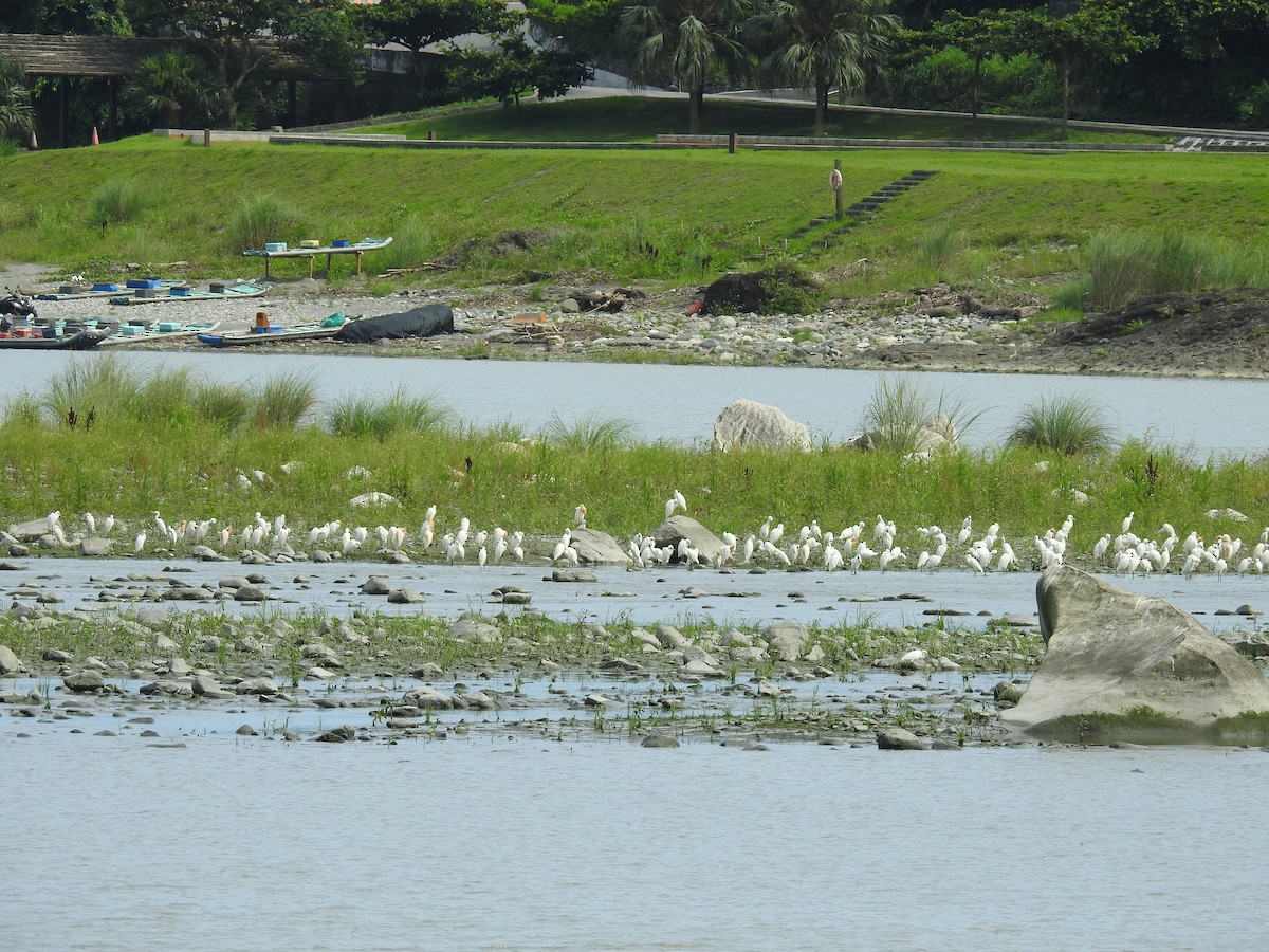 Eastern Cattle Egret - ML262605691