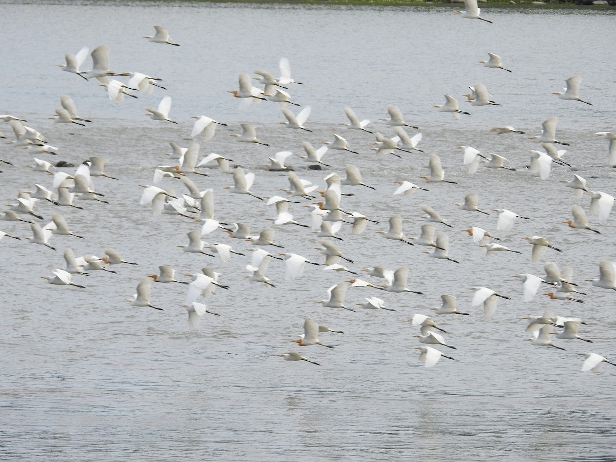 Eastern Cattle Egret - ML262605711