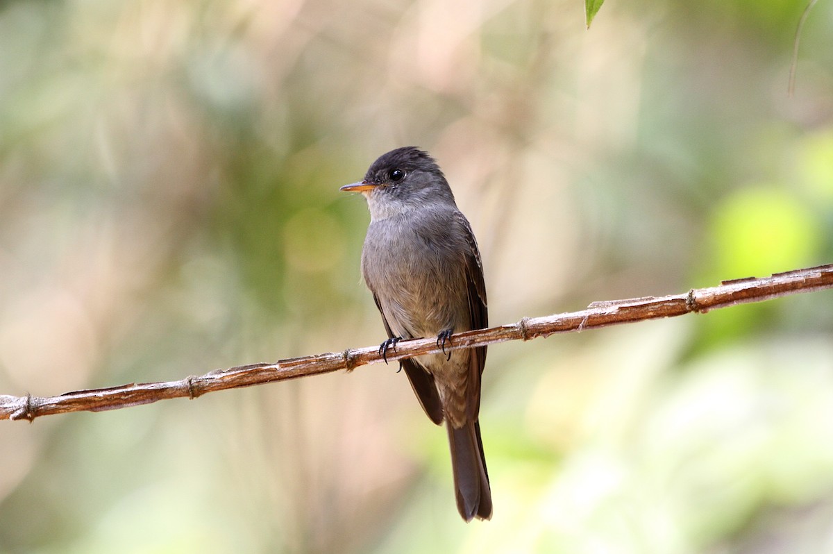 Southern Tropical Pewee - Gustavo C. M. Silva