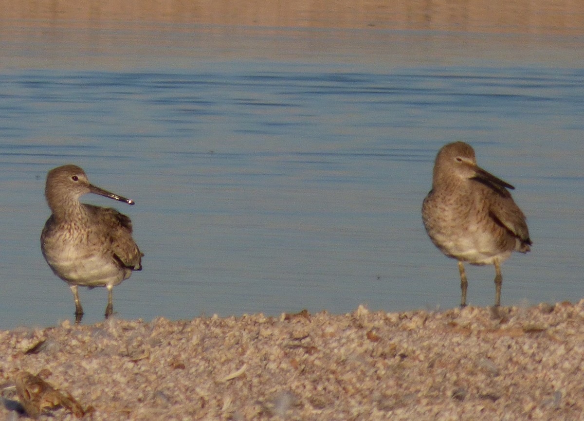 Willet - Julie Szabo