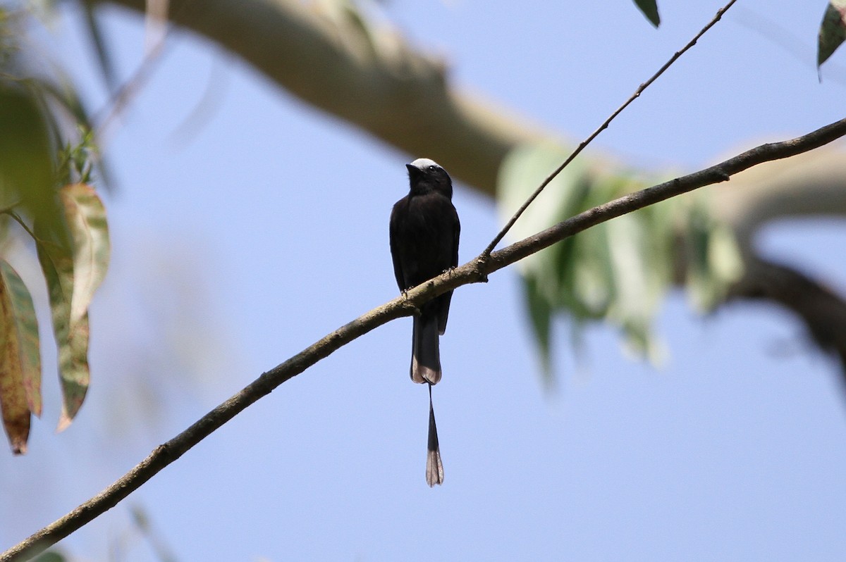 Long-tailed Tyrant - ML262608011