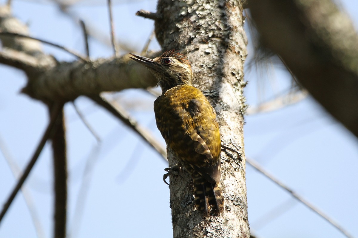 White-spotted Woodpecker - ML262608041