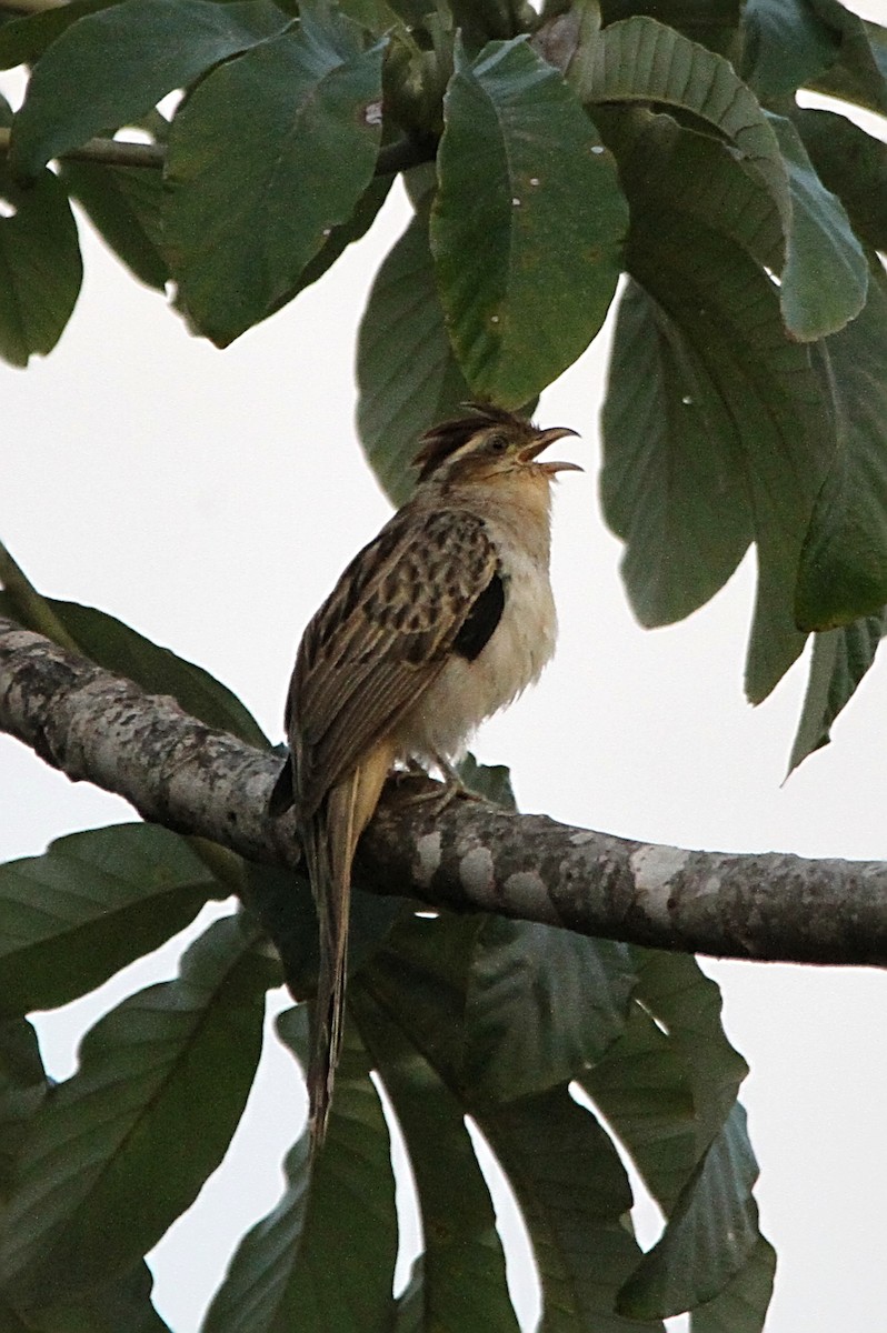 Striped Cuckoo - Gustavo Silva