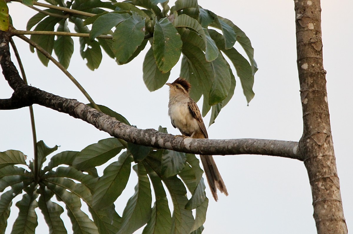 Striped Cuckoo - ML262611071