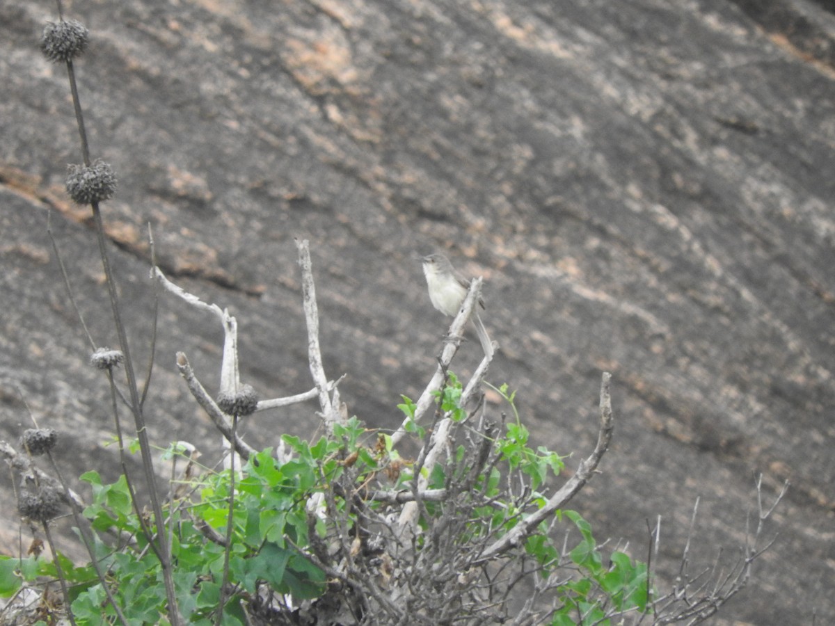 Prinia Selvática - ML262611331