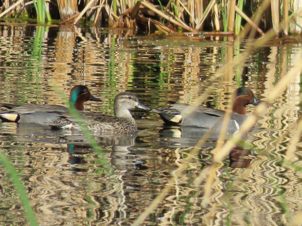 Green-winged Teal - ML26261231