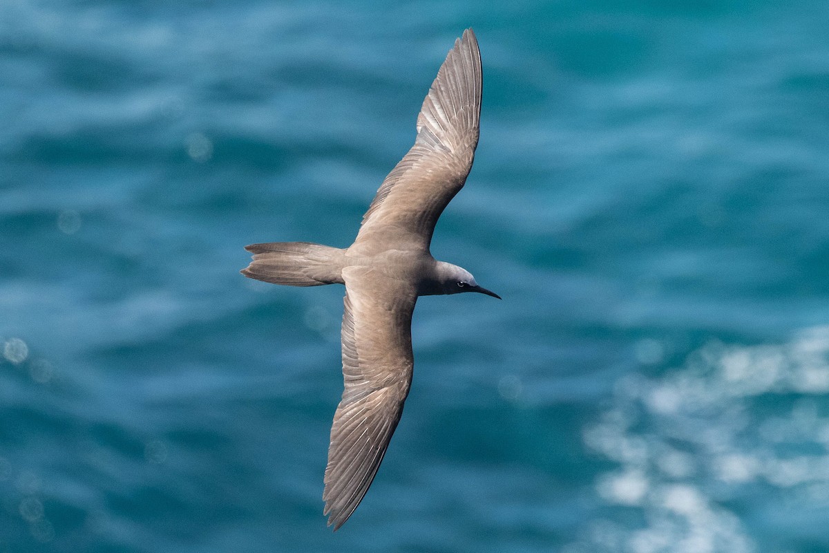 Brown Noddy - ML262613651