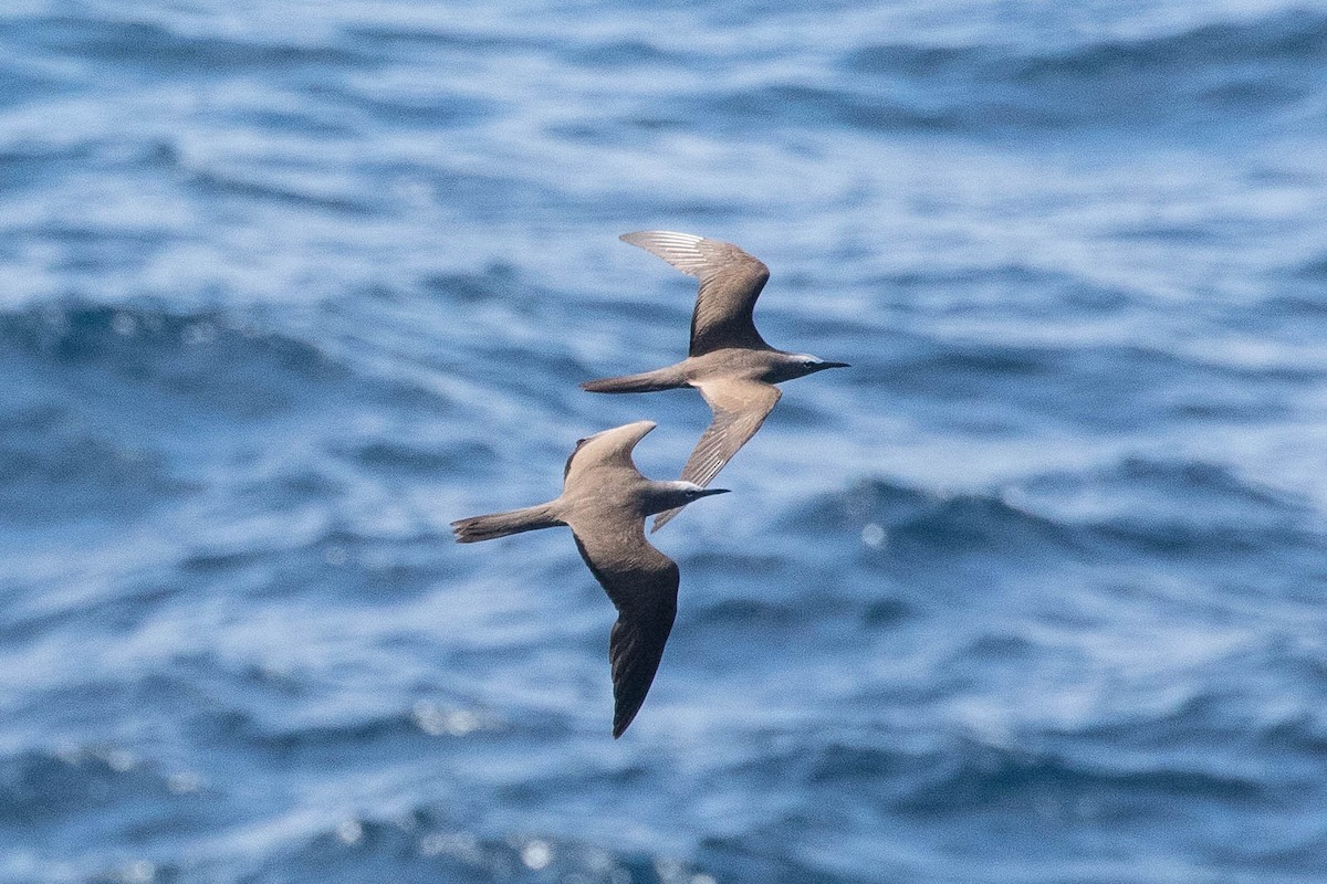 Brown Noddy - ML262613721