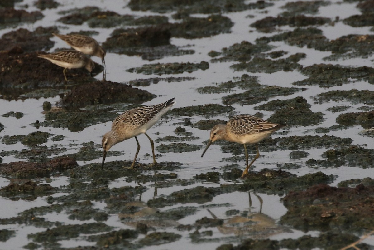 Stilt Sandpiper - Roger Woodruff