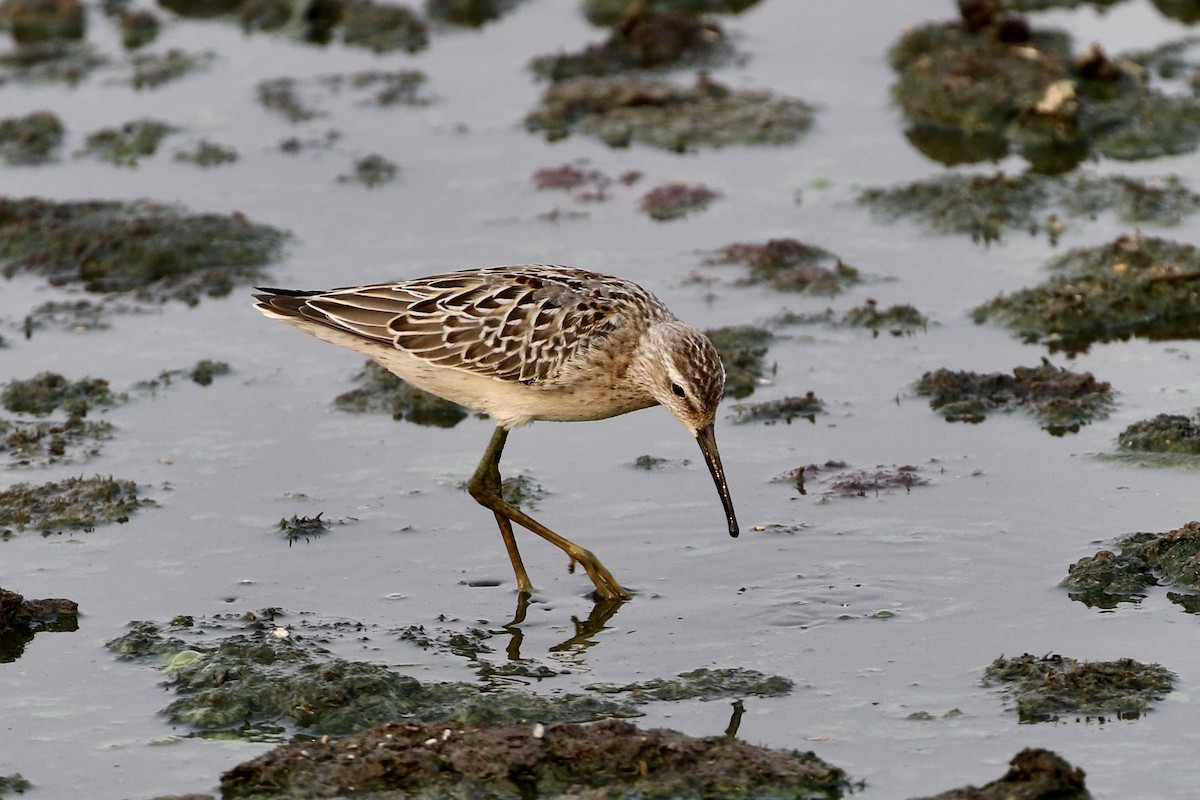 Stilt Sandpiper - Roger Woodruff