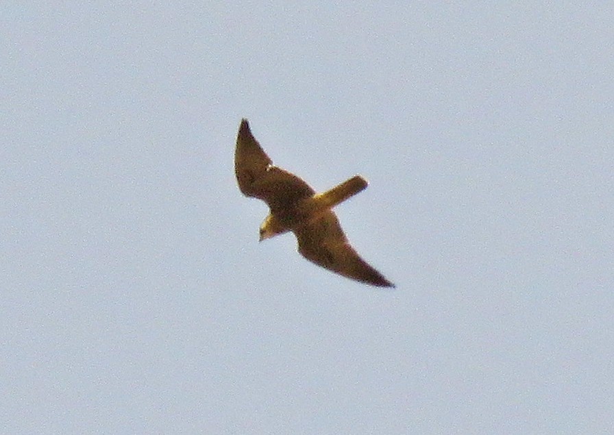 Peregrine Falcon - Diane Drobka