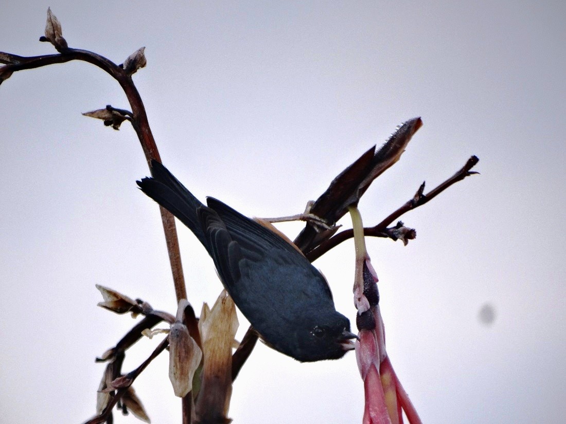 Cinnamon-bellied Flowerpiercer - Edwin Calderon