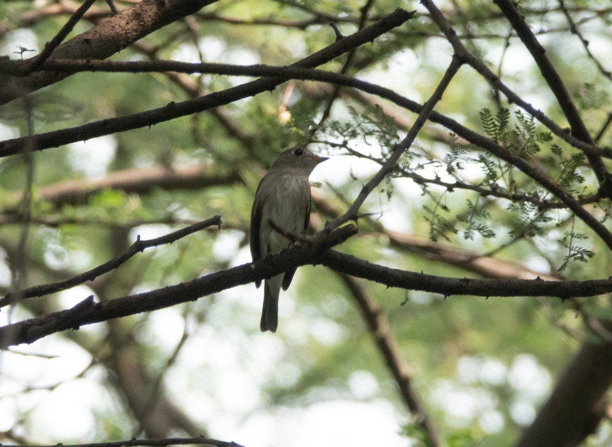 Asian Brown Flycatcher - ML262615501