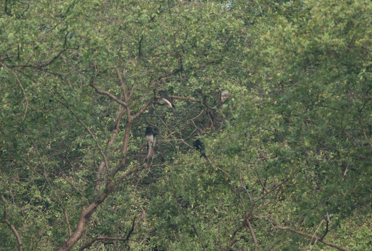 White-bellied Drongo - ML262615811