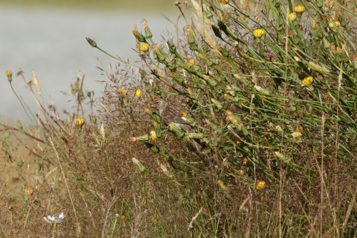 Redpoll (Lesser) - ML262617041